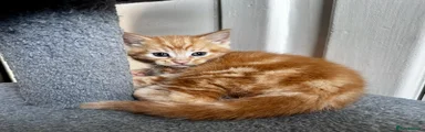 Mixed Breed Kitten 1