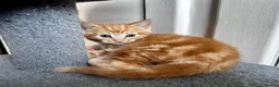 Mixed Breed cats for sale: 4 kittens  - Advert 8