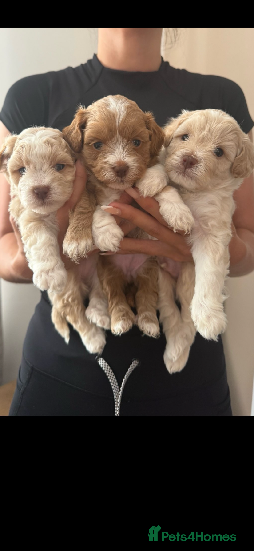 Lhasapoo dogs for sale: Lhasapoo puppies - Image 6