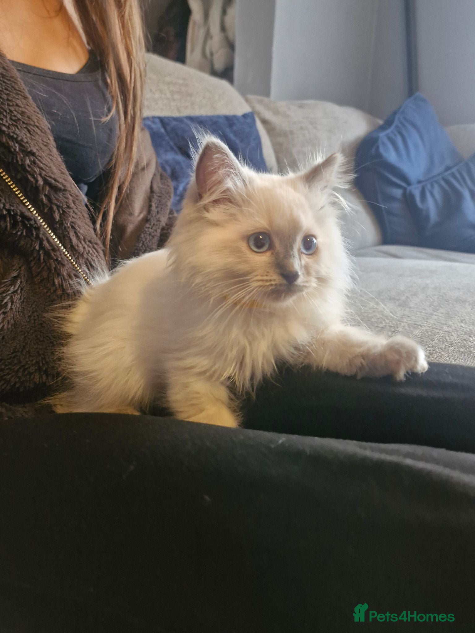 Ragdoll cats Beautiful ragdoll kittens - Advert 1