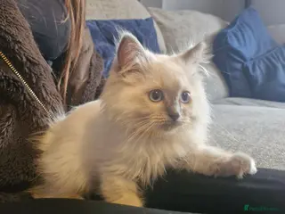 Ragdoll cats Beautiful ragdoll kittens - Advert 1