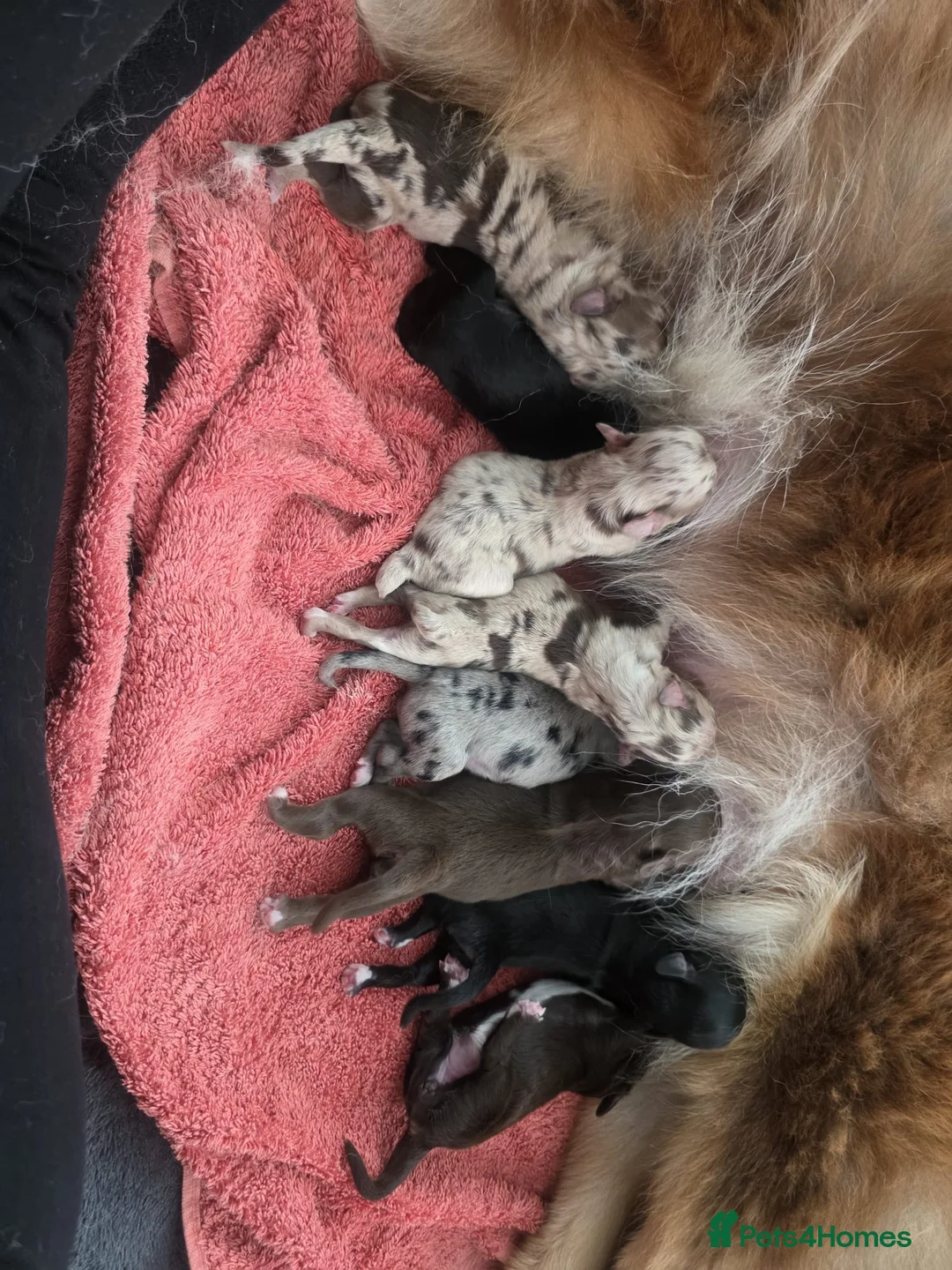 Aussiedoodle dogs for sale: Aussiedoodle pups - Advert 2