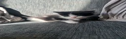 Mixed Breed cats for sale: 5 beautiful black tie/ ragdoll kittens for sale  - Advert 38