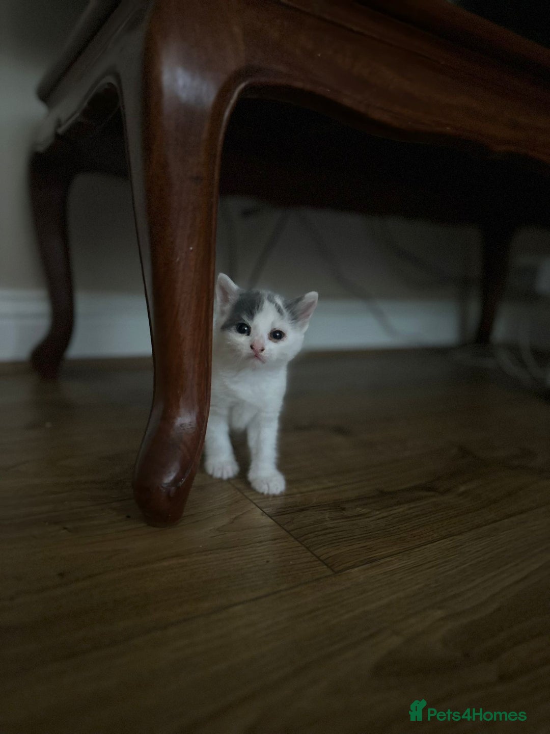 Mixed Breed cats for sale: Kittens for sale Carlisle  - Image 11