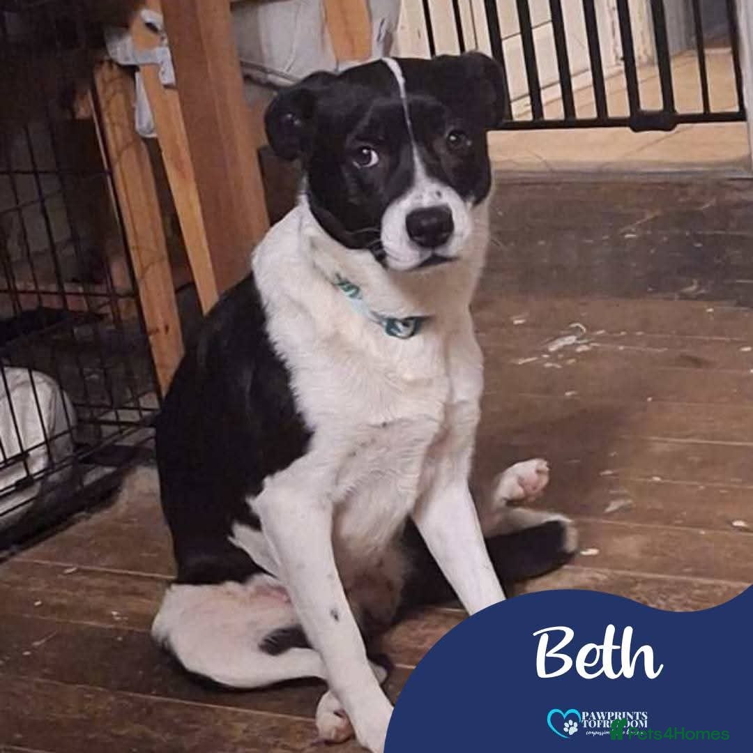 Mixed Breed dogs Meet Beth, currently residing in Kent - Advert 1