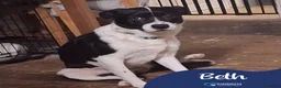 Mixed Breed dogs for adoption: Meet Beth, currently residing in Kent in Frinton-on-Sea - Advert 1
