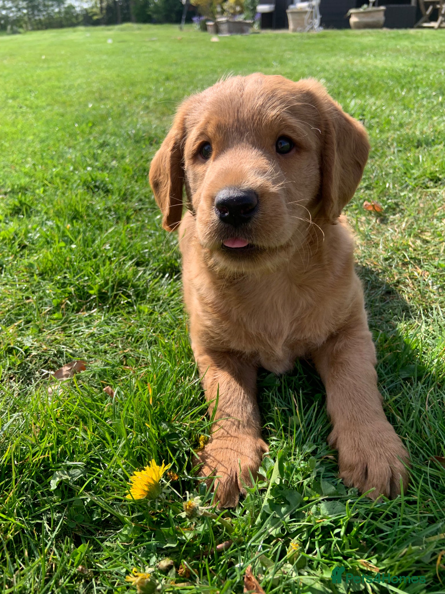 Labradoodle dogs Gorgeous male available  - Advert 1