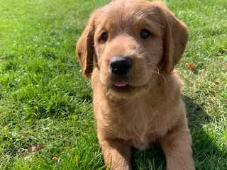 Labradoodle dogs Gorgeous male available - Advert 1