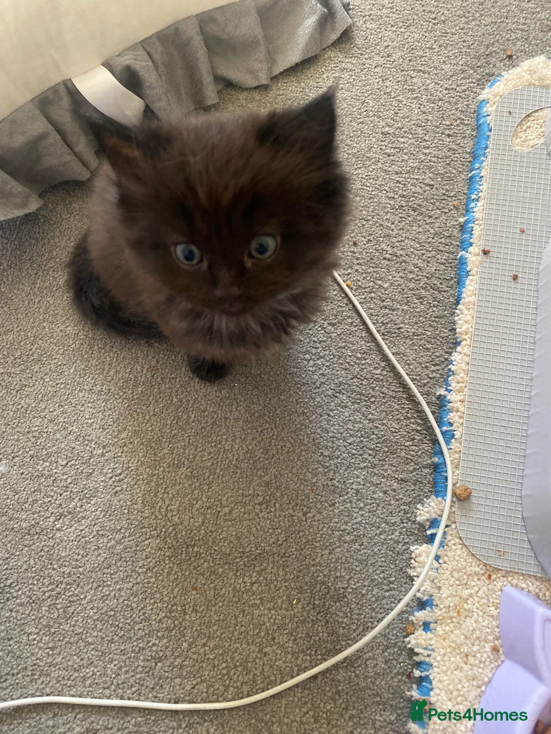 Ragdoll cats for sale: Ragdoll X Kittens  - Advert 6