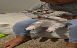 Scottish Fold cats for sale: Scottish fold kittens  - Image 3