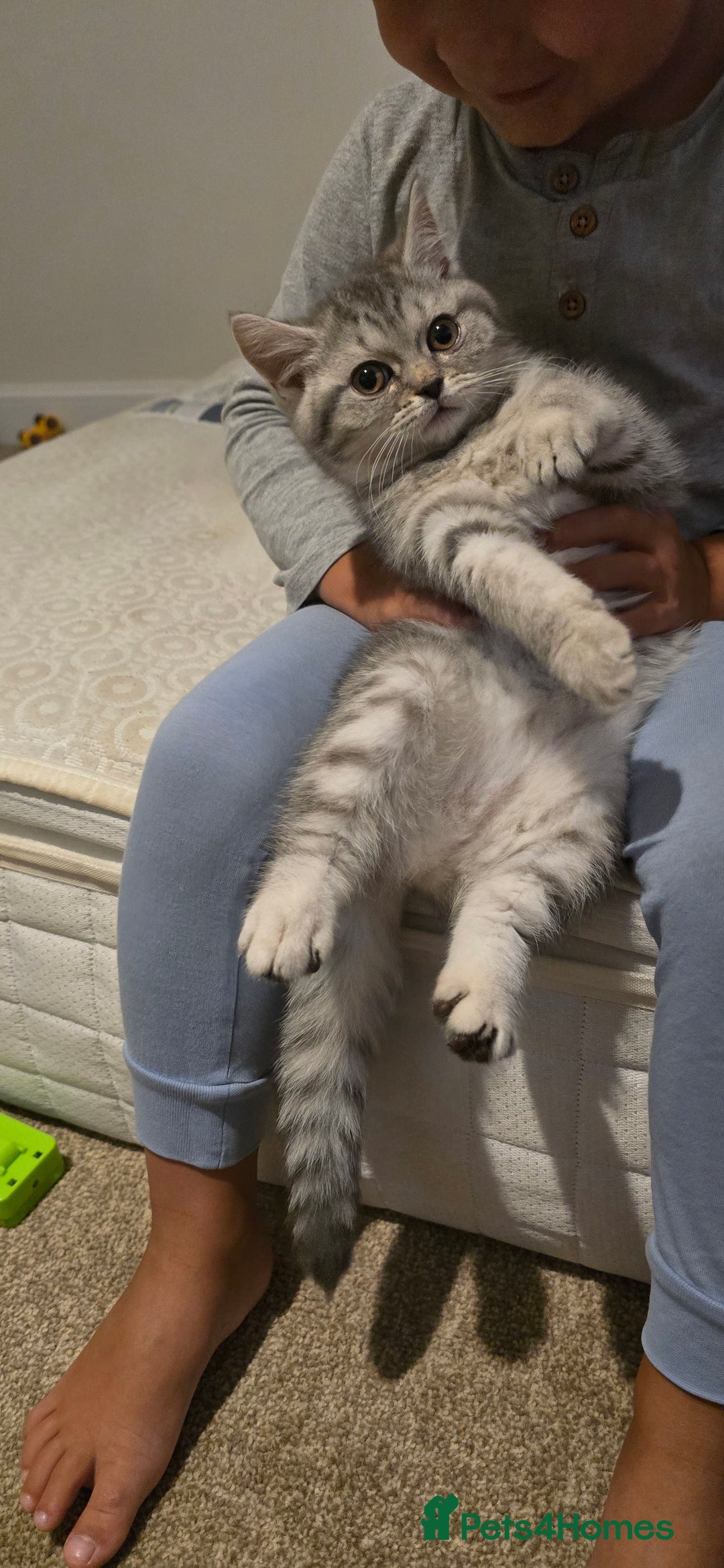 Scottish Fold cats for sale: Scottish fold kittens  - Image 3