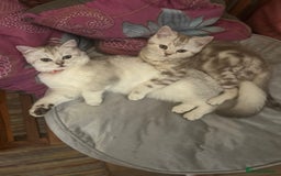 Scottish Fold cats for sale: Beautiful Scottish fold baby’s  in Reading - Image 19