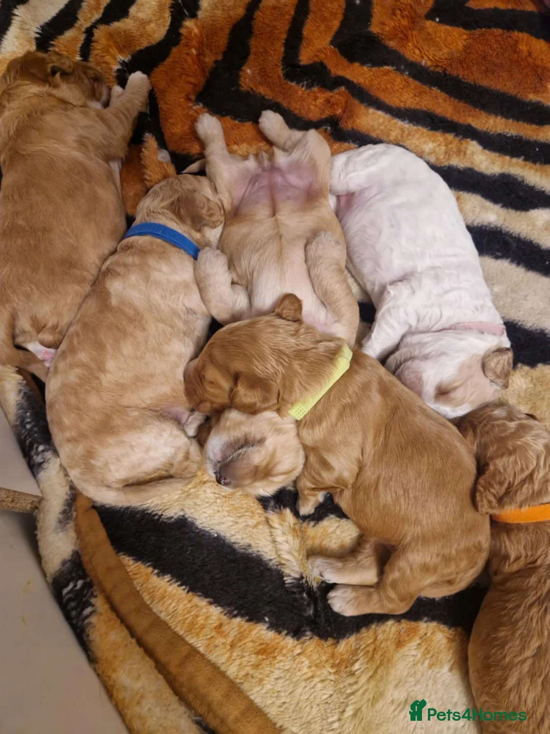 Cockapoo dogs for sale: F2 Cockapoo Puppies - Advert 11