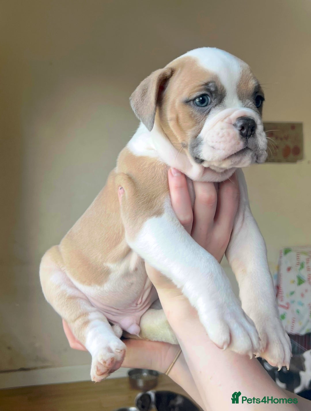 Mixed Breed dogs for sale: Olde Thyme English bulldog X New english bulldogs - Image 10