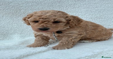 Poochon dogs - Advert 3