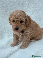 Poochon dogs - Advert 3