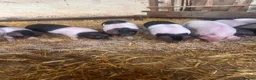Pig livestock for sale: Saddleback x Gloucester old spot piglets Weaners  - Advert 2