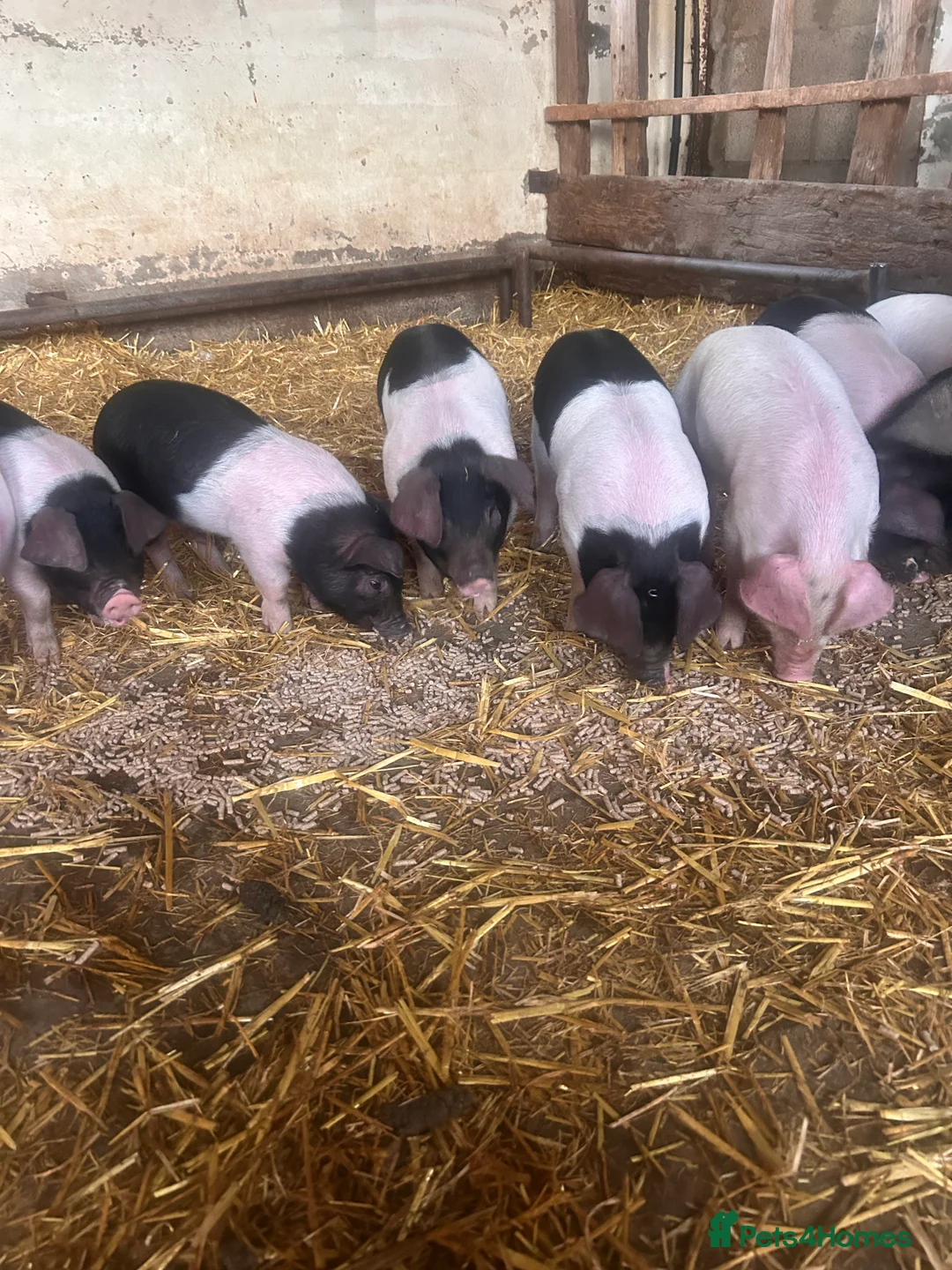Pig livestock for sale: Saddleback x Gloucester old spot piglets Weaners  - Advert 2