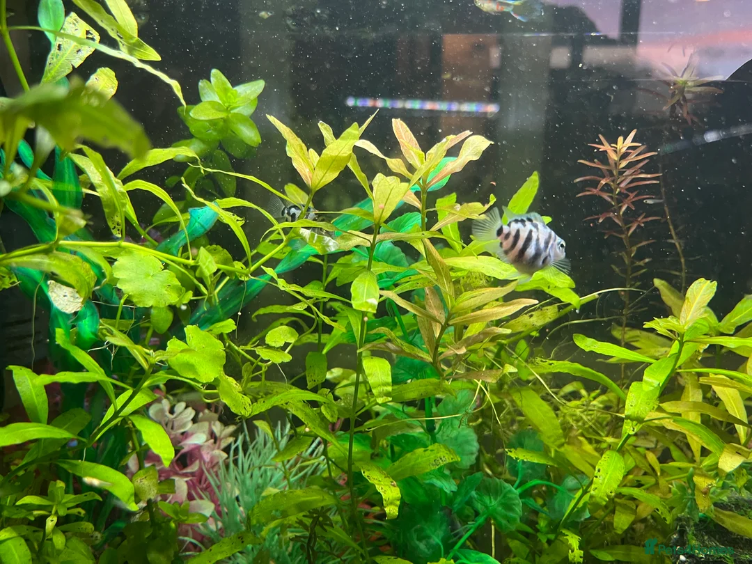 Cichlids fish for sale: Polar Blue Parrot Cichlids(short body) - Advert 4