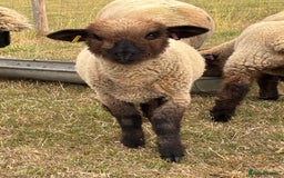 Sheep livestock for sale: Oxford Down Rare Breed Lambs - Image 2