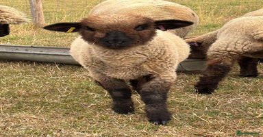 Sheep livestock - Advert 3