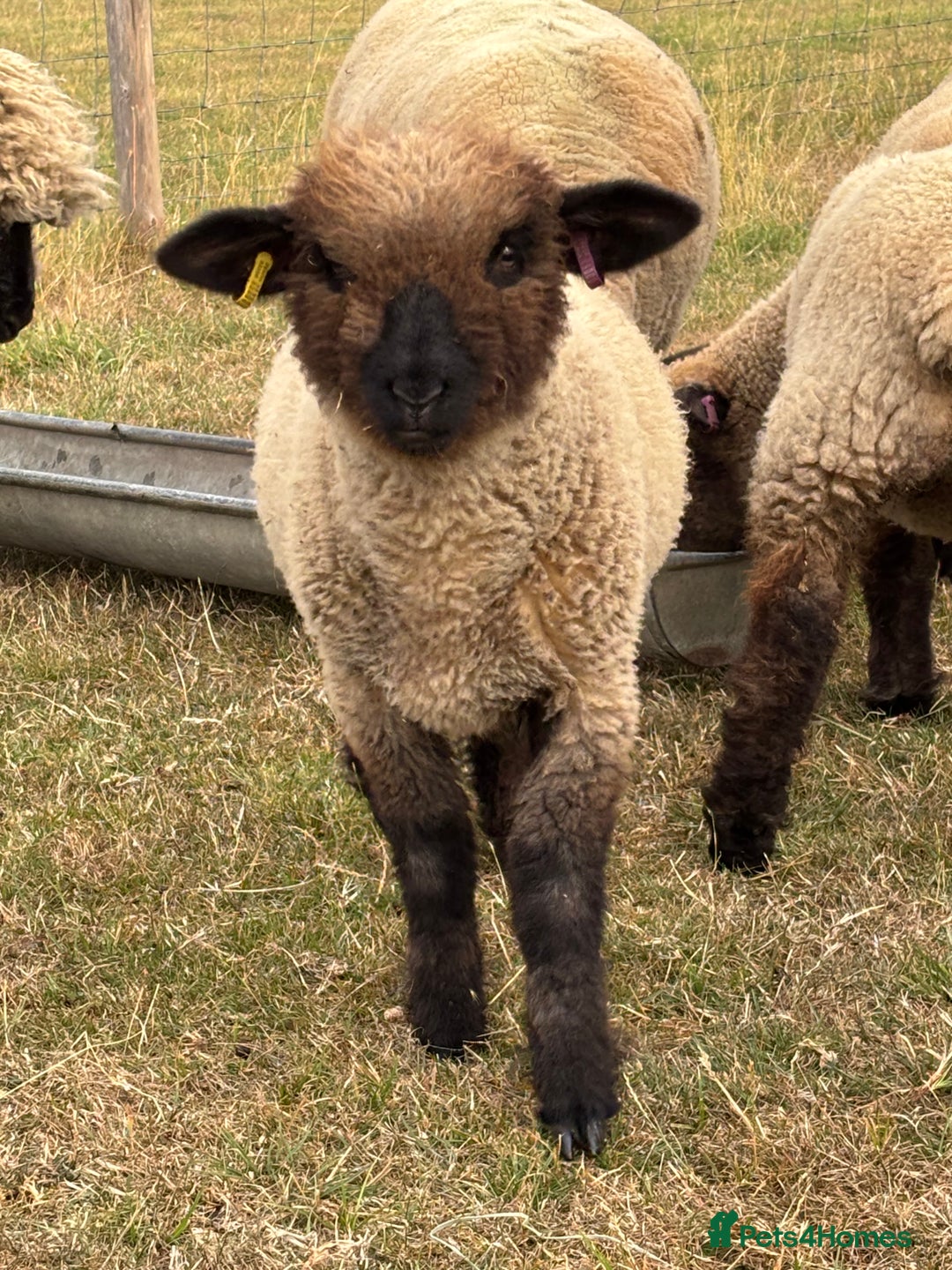 Sheep livestock for sale: Oxford Down Rare Breed Lambs - Image 2