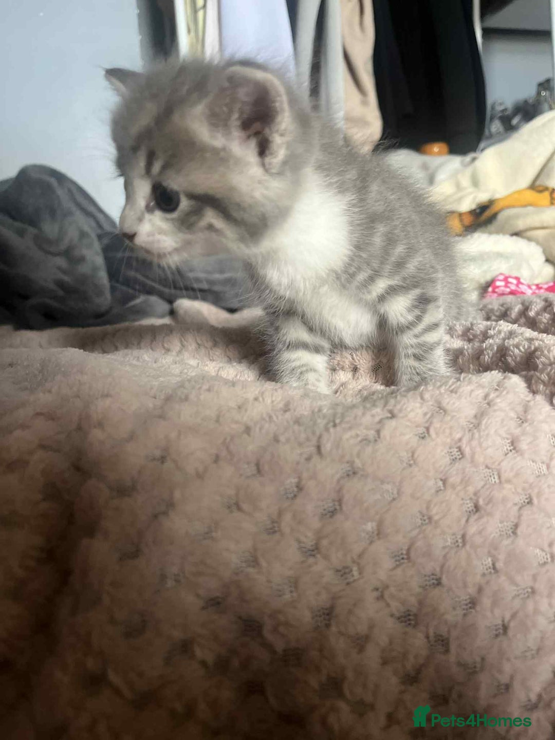 Mixed Breed cats for sale: Beautiful grey kittens - Image 14