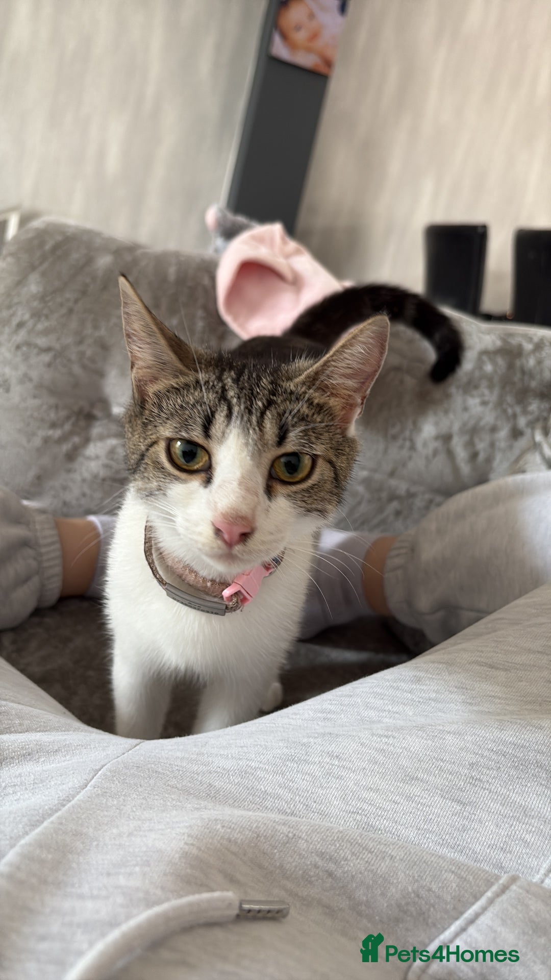 Mixed Breed cats for sale: Kittens mixed breed - Image 7