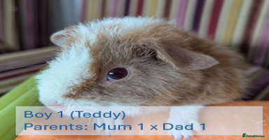 Guinea Pig rodents - Advert 1