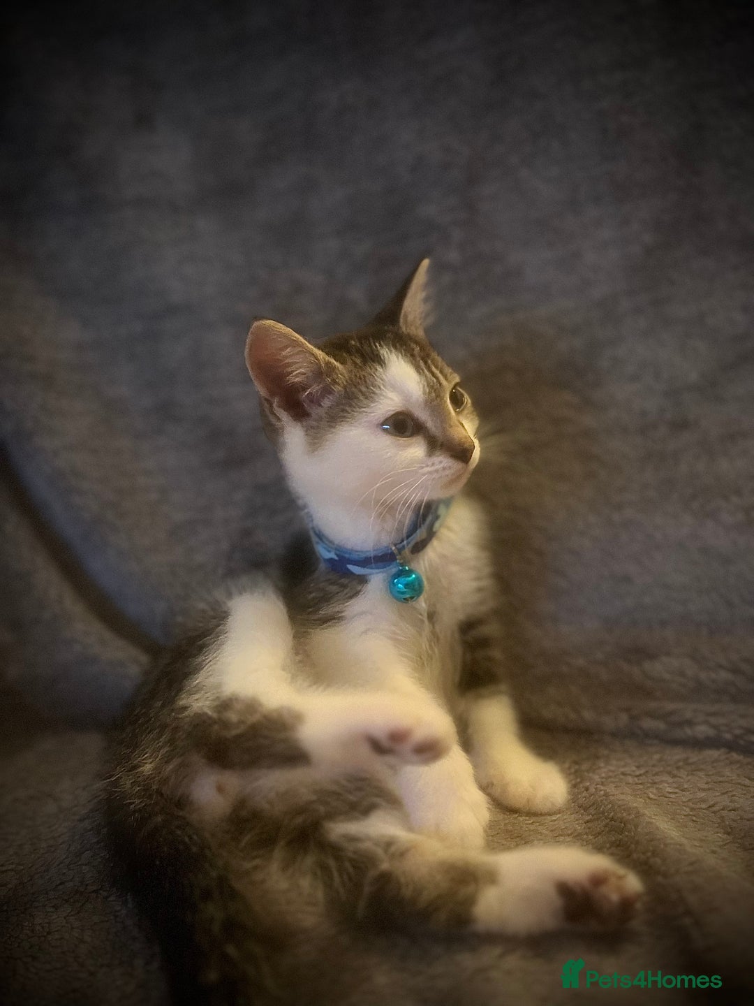 Mixed Breed cats for sale: 4 MONTH OLD TABBY MALE - Advert 2