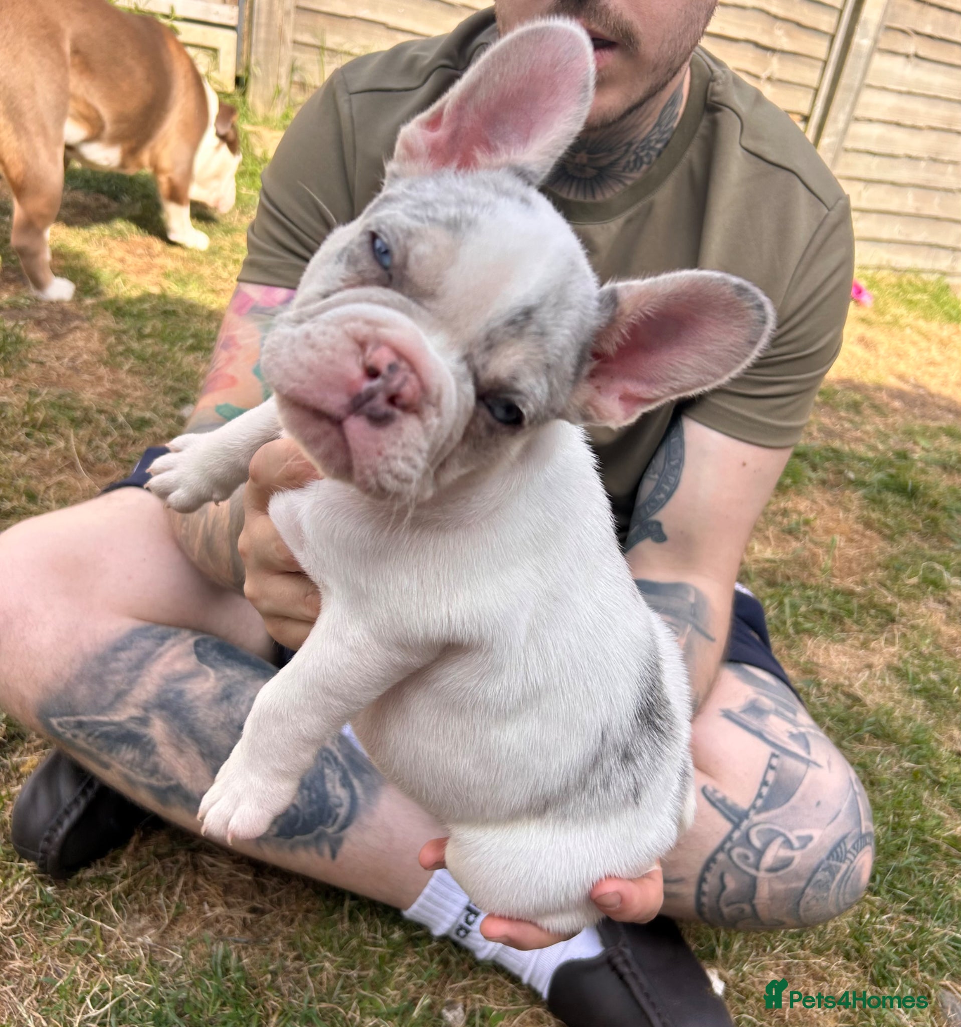 French Bulldog dogs French bulldog puppies  - Advert 8