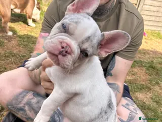 French Bulldog dogs French bulldog puppies - Advert 8