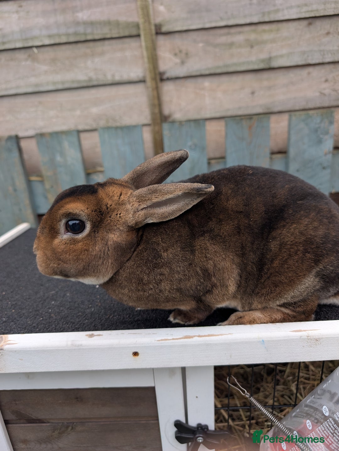 Rex rabbits for sale: Mini rex buck - Advert 2