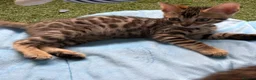 Bengal cats for sale: Rare Brown Charcoal  💙 TICA Bengal Kittens in Deal - Advert 12