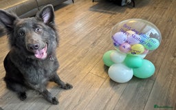 German Shepherd dogs for sale: Beautiful German Shepherd Pair for Rehome - Image 5