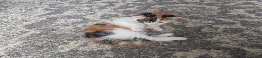 Mixed Breed Kitten 3