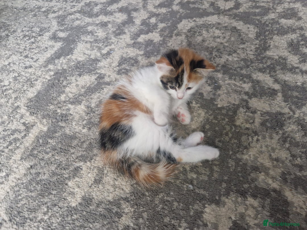 Mixed Breed cats for sale: 3 beautiful semi long haired kittens 8 weeks - Image 2
