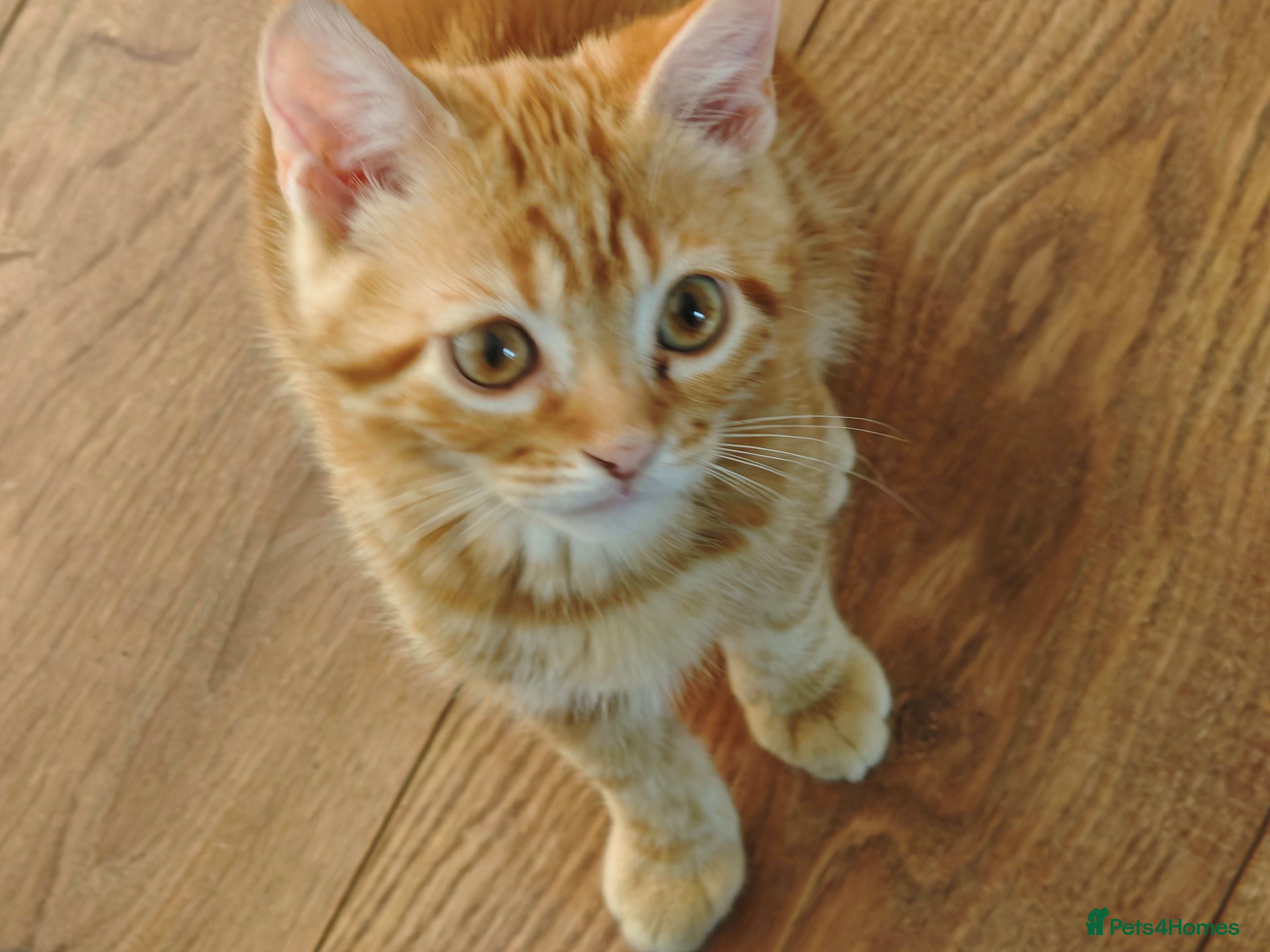 Mixed Breed cats Three 14 week old kittens - Advert 2