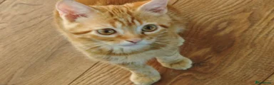 Wassabi