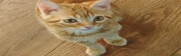 Mixed Breed cats for sale: Three 14 week old kittens - Advert 2