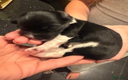 Mixed Breed dogs for sale: Stunning Merle chihuahua 2 girls ready 22nd dec - Advert 25