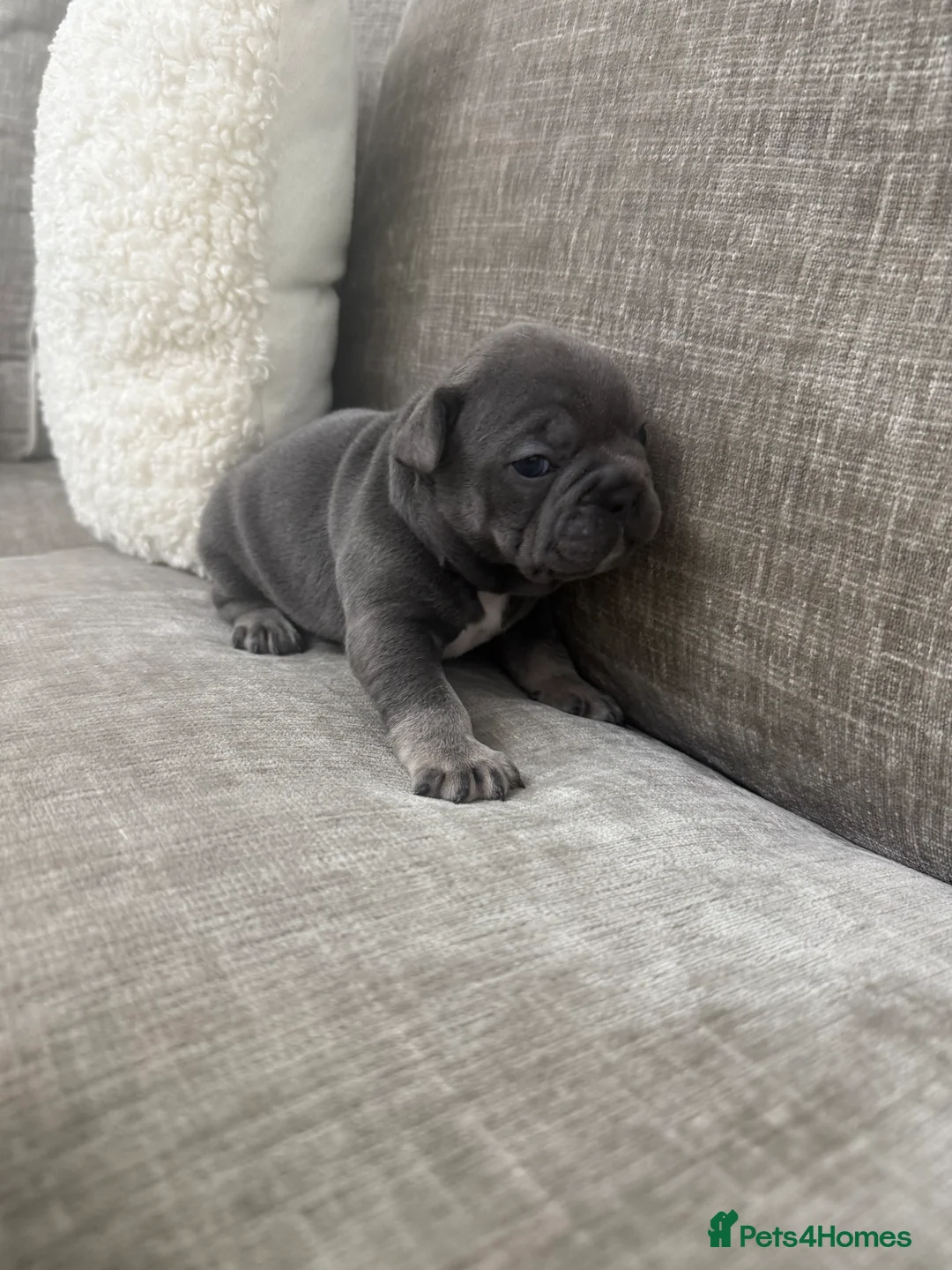 French Bulldog dogs for sale: French bull dog puppies ONLY 2 MALES LEFT - Advert 17