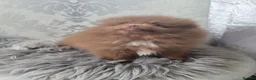 Pomeranian dogs for sale: 2 stunning poms  in Gainsborough - Advert 25