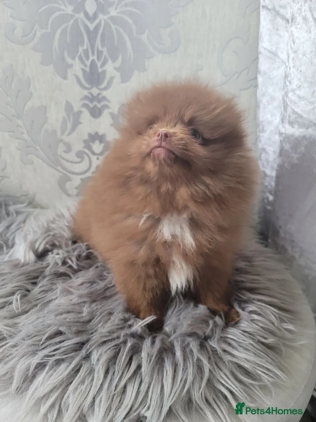 Pomeranian dogs for sale: 2 stunning poms  in Gainsborough - Advert 25