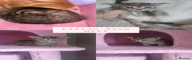 Kitten 5 female 