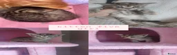 Bengal cats for sale: 🩷🩵 BEAUTIFUL BENGAL MIX KITTENS! 🩵🩷 - Advert 4