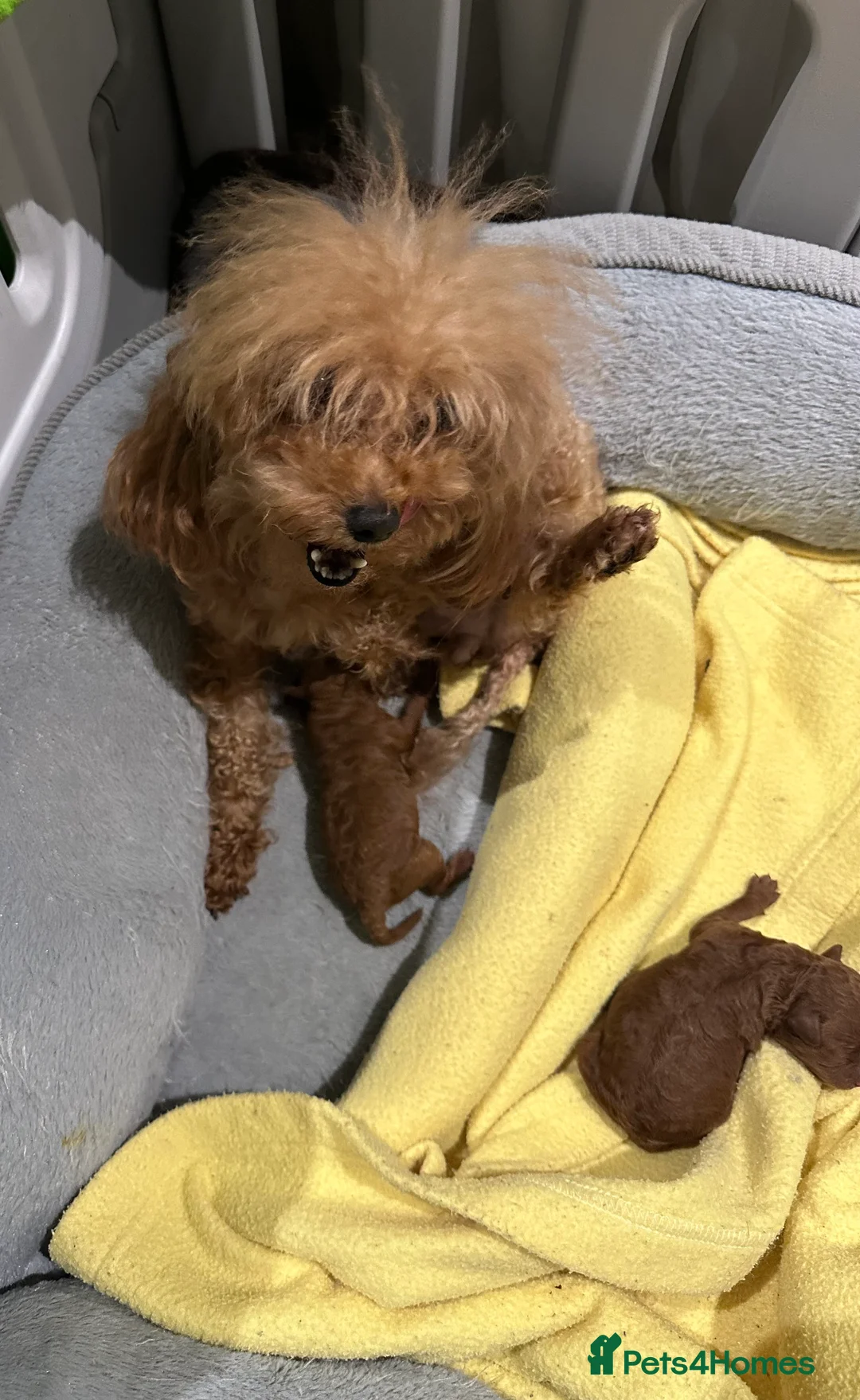 Toy Poodle dogs for sale: Asian toy poodle - Advert 5