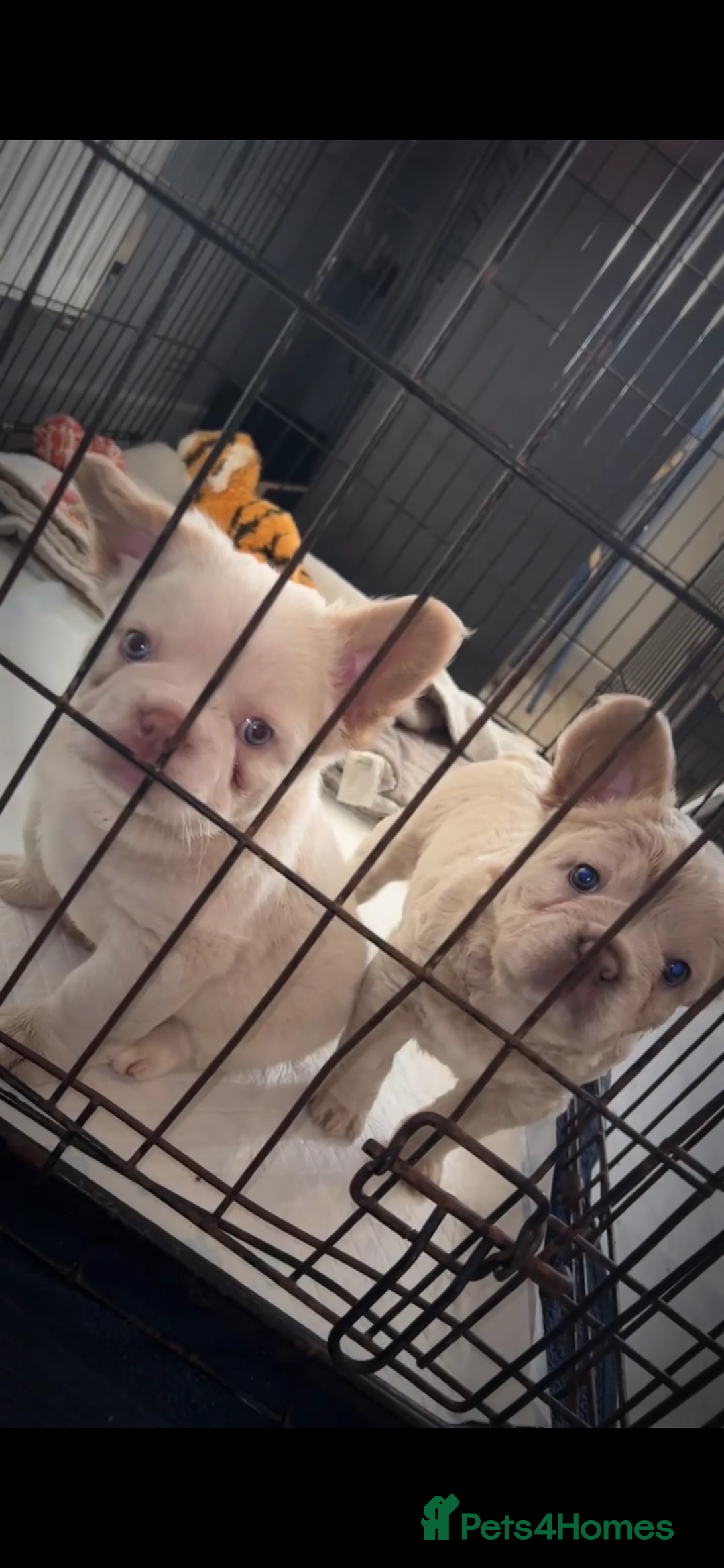 French Bulldog dogs for sale: French bulldog puppies ready  - Advert 2