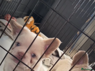 French Bulldog dogs French bulldog puppies ready - Advert 12