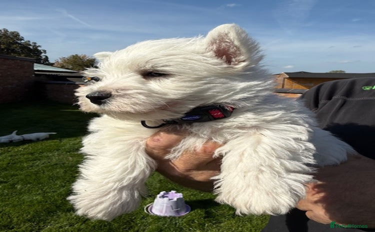 West Highland Terrier dogs - Advert 2